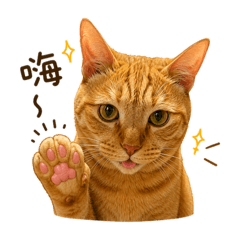 胖橘可愛日常
