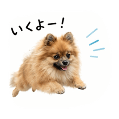 Papi Pomeranian