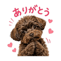 zizi_20260508003402