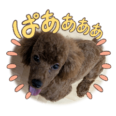 latte_20260508005210