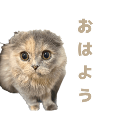 WAZO_20260508021704