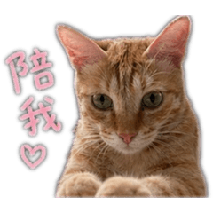 韓吉貓貓