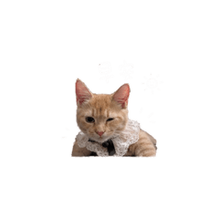 可愛百萬