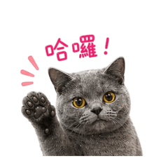 小毛出沒 注意！