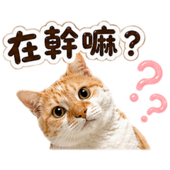 Woo虎妞