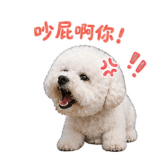 比熊-辛巴