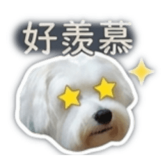 吃貨小狗4