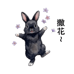 家有小黑兔