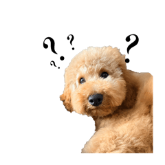 Dog Leo the lion peanut butter lover