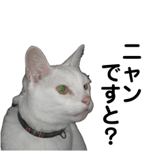 Cat-Yu-1