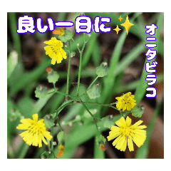 May flower say greeting to your intimate