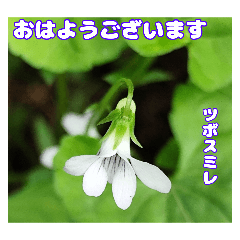 Daily greeting in May and a field flower