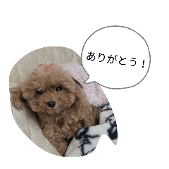 kuma_20260506153145