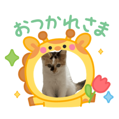 kohaku_20260506161313