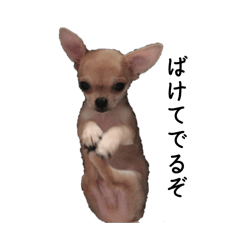 YELL_20260506165103