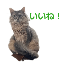 uiroumonaka_20260506164910
