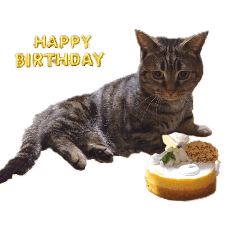 Cookie_20260508102154