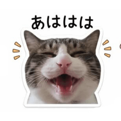 azukoma_20260508110138