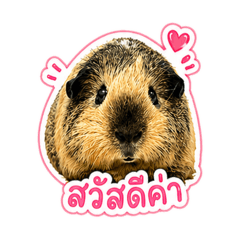 Jidjee The Cavy.