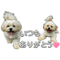 happy dog Karin