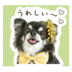 Anko_20260508084149