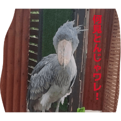 birds_20260508115702