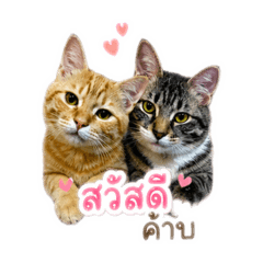 Maomao_20260428155859