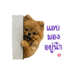 Nutty Pitchaya_20260428160115