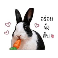 Bunny_Sleep