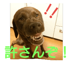 labrador cocoa
