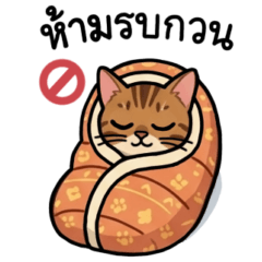 Bengal cat 1