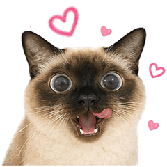 AllCatcat