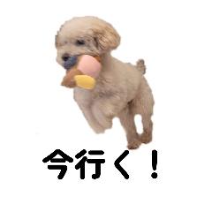 mii_20260508123817
