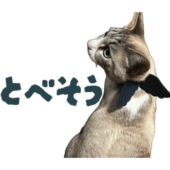 lapislazuli cat 2