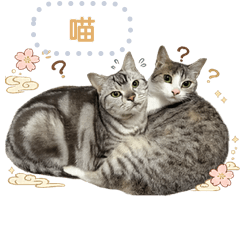 kiki & kimi cat