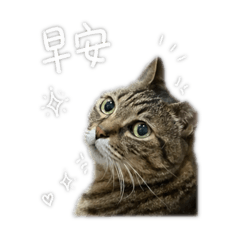 我是汪SOBA