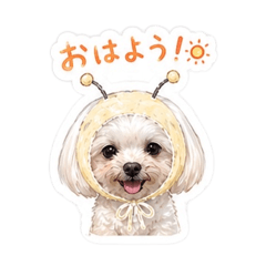 reicha_20260506220230