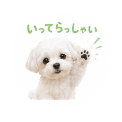 Miracle-pop_Maltese2