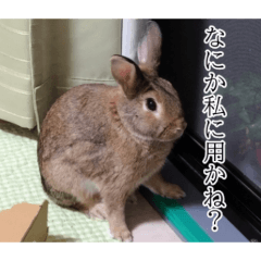 rain_rabbit_20260508133135