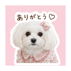 Anko_20260508142405