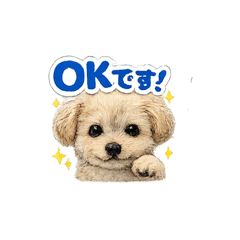Maltipoo Biyori_20260508181906