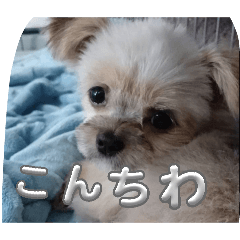 isipiku_20260508181429