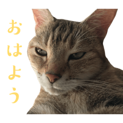 Nekochan_Nyanz