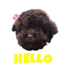 Dog Dog Dog Family