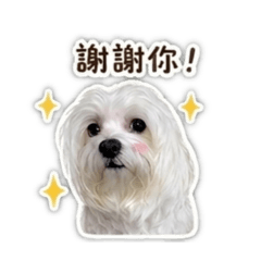 馬爾濟斯-弟弟日常篇