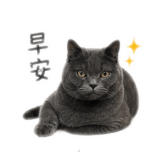 厭世灰貓日常