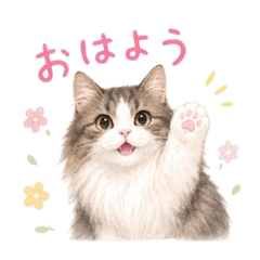 miimomo_20260508190520