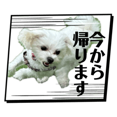 nigihayamikohakusan_20260508191703