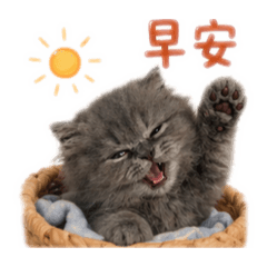 早安（貓咪貼圖）