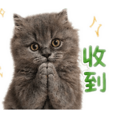 收到（可愛貓咪貼圖）